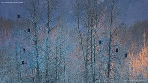 Bald eagles near Haines, Alaska