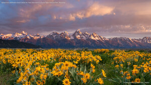 Balsamroot wildflowers bloom below the Teton Mountains in Grand Teton National Park, Wyoming