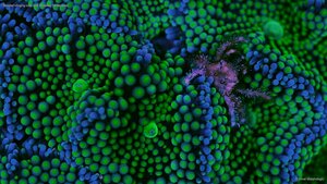 Banded clinging crab and Ricordea florida coral