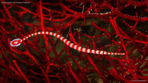 Banded pipefish near Moalboal, Philippines