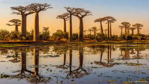 Baobab trees, Avenue of the Baobabs, Madagascar