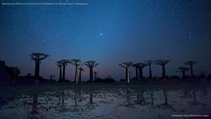 Baobab trees reflected on the Avenue of the Baobabs in the Menabe region of Madagascar