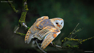 Barn owl sitting on a branch
