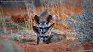 Bat-eared fox kits in Kgalagadi Transfrontier Park, Botswana
