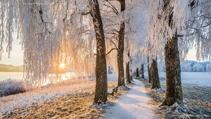 Avenue of birch trees near Uffing am Staffelsee, Bavaria, Germany