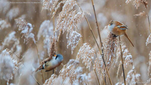 Bartmeisen (Panurus biarmicus) Männchen und Weibchen auf Nahrungssuche in verschneiten Schilfrohren, Baden-Wuerttemberg