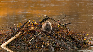 North American beaver, Moran, Wyoming