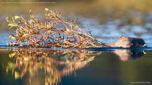 North American beaver in a pond near Wonder Lake, Denali National Park, Alaska