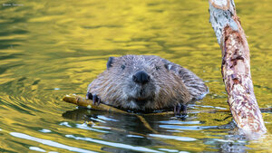 Beaver, Germany