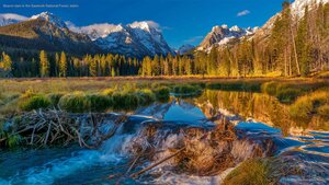 Beaver dam in the Sawtooth National Forest, Idaho