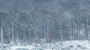 Beech forest covered with frost and snow, Ardennes, Belgium