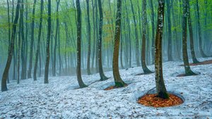 Beech forest near Tokamachi, Japan
