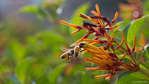 Bees for National Honey Bee Day