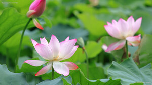 莲花与莲花植株