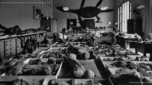 Behind the scenes at the Smithsonian, which was founded Aug 10, 1846