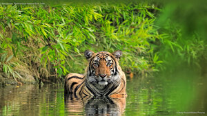 Bengal tiger, Ranthambore National Park, India