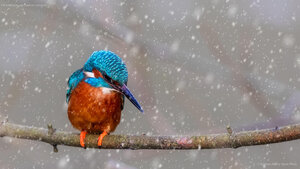 A kingfisher perched on a branch