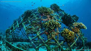 Biorock artificial reef off the Gili Islands, Indonesia