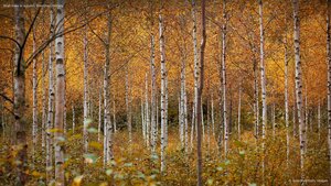 Birch trees in autumn, Drammen, Norway
