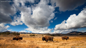 American bison in Yellowstone National Park, Wyoming