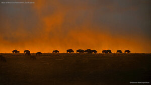 Bison at Wind Cave National Park, South Dakota