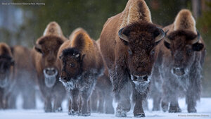 Bison at Yellowstone National Park, Wyoming