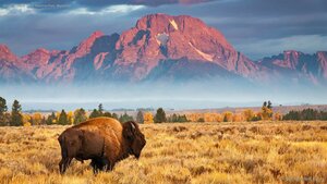 Bison in Grand Teton National Park, Wyoming