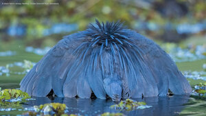 A black heron canopy feeding, Chobe National Park, Botswana