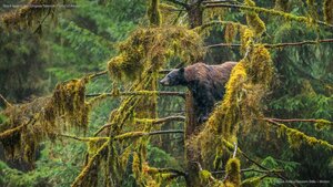 Black bear in the Tongass National Forest of Alaska