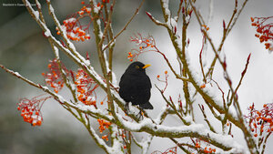 Blackbird in Essex, England