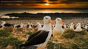 Black-browed albatrosses return to the Falkland Islands