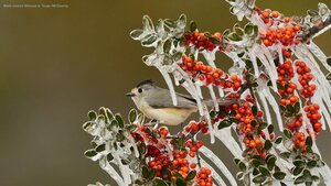 Black-crested titmouse in Texas Hill Country