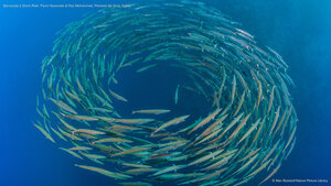 Barracuda a Shark Reef, Parco Nazionale di Ras Mohammed, Penisola del Sinai, Egitto