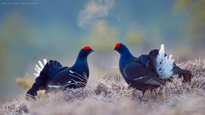 Black grouse males, Bergslagen, Sweden