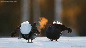 Black grouse males in Kuusamo, Finland