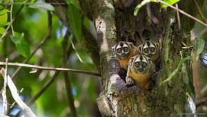 Black-headed night monkeys in Pacaya-Samiria National Reserve, Peru