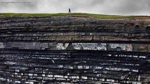 Black-legged kittiwake colony on cliffs, Ireland