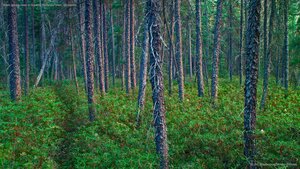 Black spruce trees in Superior National Forest, Minnesota