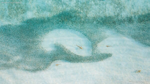 Blacktip reef sharks, Maldives