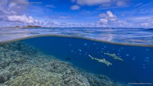 Blacktip reef sharks off the coast of Tahiti, French Polynesia