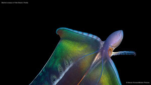 Blanket octopus in Palm Beach, Florida