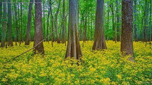 Blooming butterweed in Congaree National Park, South Carolina