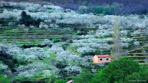 Blooming cherry trees in the Jerte Valley, province of Cáceres, Spain
