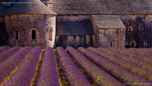 Blooming field of lavender at Sénanque Abbey, Gordes, Vaucluse, Provence Alpes Cote dAzur, France