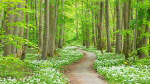 Blooming wild garlic, Hainich National Park, Germany