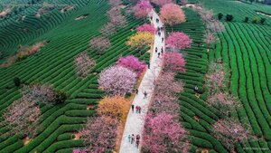 Blossoming cherry trees at a tea plantation in Longyan, China