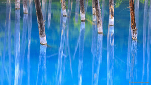 Blue Pond in Biei, Hokkaido, Japan