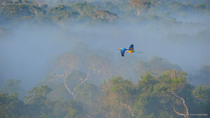 Blue-and-yellow macaws flying over the Amazon rainforest in Brazil