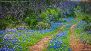 Bluebonnets growing alongside an old road in the Texas Hill Country