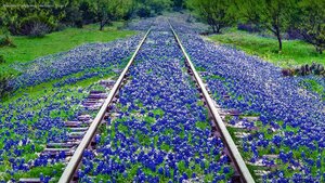 Bluebonnet wildflowers near Llano, Texas